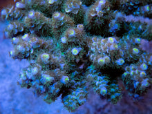 Load image into Gallery viewer, FK Hairy Naivy Tenuis Acropora (Cut-To-Order)