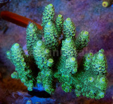 Load image into Gallery viewer, FK FireFly Tenuis Acropora (Cut-to-Order)