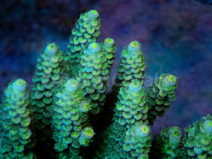 FK FireFly Tenuis Acropora (Cut-to-Order)