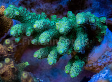 Load image into Gallery viewer, FK FireFly Tenuis Acropora (Cut-to-Order)