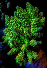 Load image into Gallery viewer, FK Jolt Tenuis Acropora (Sginature Coral, Cut-To-Order)