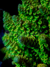 Load image into Gallery viewer, FK Jolt Tenuis Acropora (Sginature Coral, Cut-To-Order)