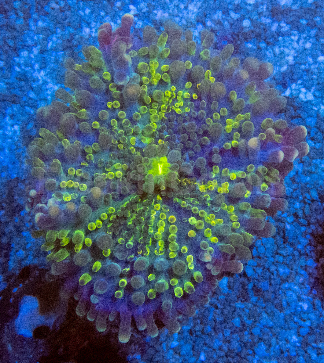 Blue & Yellow Bubble Ricordea Yuma