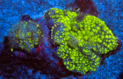 Uranium Bounce Rhodactis Coral
