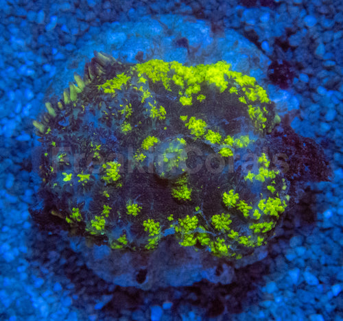 Uranium Bounce Rhodactis Coral