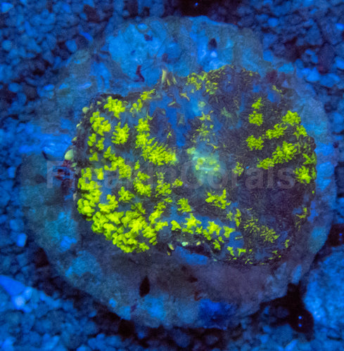 Uranium Bounce Rhodactis Coral