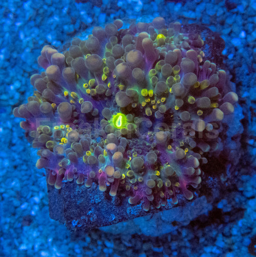 Blue & Yellow Bubble Ricordea Yuma