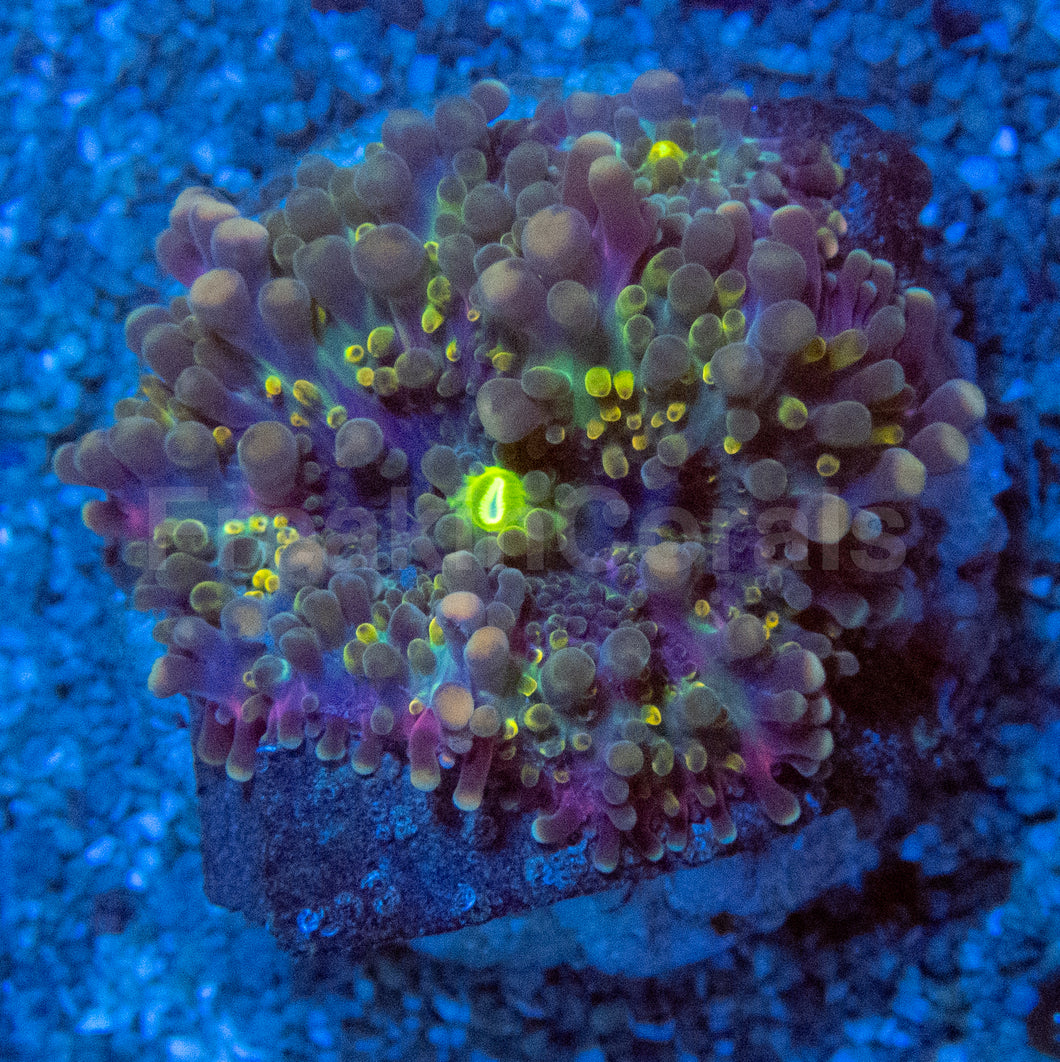 Blue & Yellow Bubble Ricordea Yuma