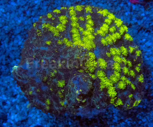 Uranium Bounce Rhodactis Coral
