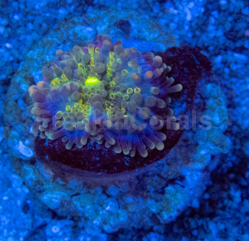 Blue & Yellow Bubble Ricordea Yuma