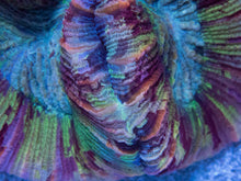 Carregar imagem no visualizador da galeria, FK Mastergrade Rainbow Welsophyllia (Collector Piece)