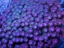 Load image into Gallery viewer, FK Rainbow Blue Sky Goniopora Colony XL