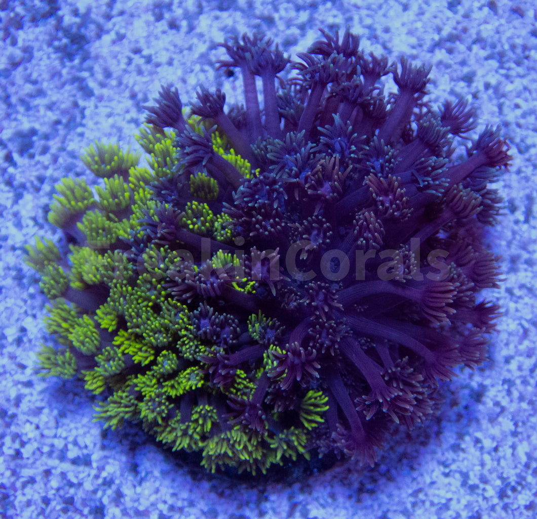 FK Ultra Green and Purple Goniopora Colony XL