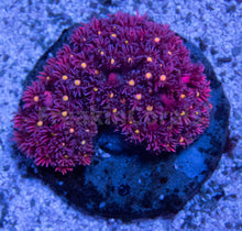 Load image into Gallery viewer, FK Bird Eye Pink Goniopora Colony L (Collector Coral)
