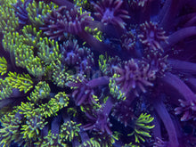 Load image into Gallery viewer, FK Ultra Green and Purple Goniopora Colony XL