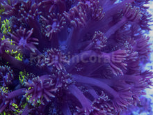 Carregar imagem no visualizador da galeria, FK Ultra Green and Purple Goniopora Colony XL