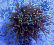 Carregar imagem no visualizador da galeria, FK Turquoise Tips Dark Gold Torch Euphyllia (Rare Color)