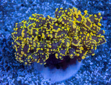 Load image into Gallery viewer, FK Rasta Gold Paradivisa Euphyllia (Strong Color, 2 Heads)