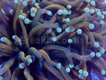 Load image into Gallery viewer, FK Turquoise Tips Dark Gold Torch Euphyllia (Rare Color)