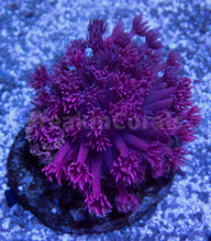 Load image into Gallery viewer, FK PurplePink Goniopora Colony