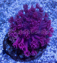 Load image into Gallery viewer, FK PurplePink Goniopora Colony