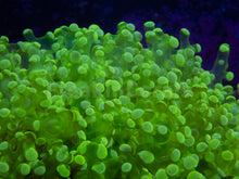 Load image into Gallery viewer, FK Toxic Fluer Paradivisa Euphyllia XXL (Strong Color)