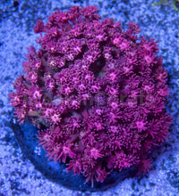 Load image into Gallery viewer, FK Ultra Pink Goniopora Colony XL