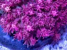 Carregar imagem no visualizador da galeria, FK Ultra Pink Goniopora Colony XL
