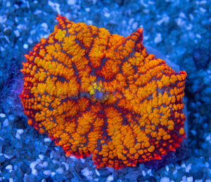 FK  Superman Rhodactis (Ultra Orange, Collector Coral)