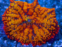 Load image into Gallery viewer, FK  Superman Rhodactis (Ultra Orange, Collector Coral)