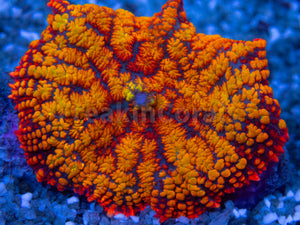 FK  Superman Rhodactis (Ultra Orange, Collector Coral)