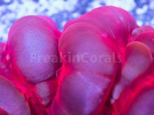 Load image into Gallery viewer, FK Blue Mouth Red Cynarina (Ultra Red)