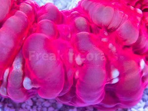 FK Blue Mouth Red Cynarina (Ultra Red)