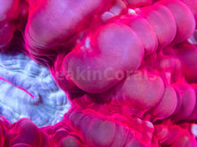 Carregar imagem no visualizador da galeria, FK Blue Mouth Red Cynarina (Ultra Red)