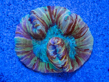 Carregar imagem no visualizador da galeria, FK Mastergrade Rainbow Welsophyllia (Collector Piece)