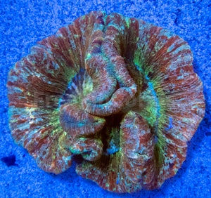 FK Mastergrade Rainbow Welsophyllia (Collector Piece)