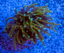 Load image into Gallery viewer, FK Turquoise Tips Dark Gold Torch Euphyllia (Rare Color)