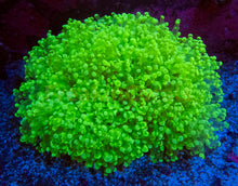 Load image into Gallery viewer, FK Toxic Fluer Paradivisa Euphyllia XXL (Strong Color)