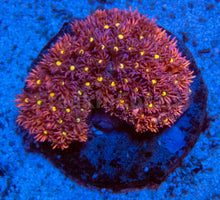 Load image into Gallery viewer, FK Bird Eye Pink Goniopora Colony L (Collector Coral)