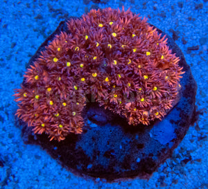 FK Bird Eye Pink Goniopora Colony L (Collector Coral)