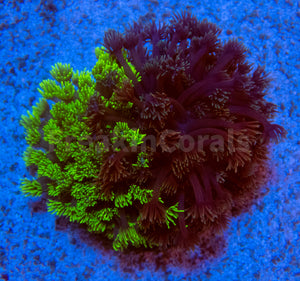 FK Ultra Green and Purple Goniopora Colony XL