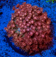 Load image into Gallery viewer, FK Ultra Pink Goniopora Colony XL