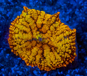 FK  Superman Rhodactis (Ultra Orange, Collector Coral)