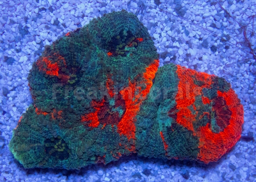 FK Rainbow Echinata Acanthastrea