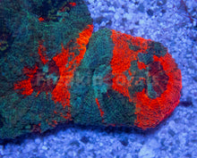 Carregar imagem no visualizador da galeria, FK Rainbow Echinata Acanthastrea