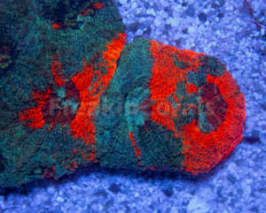 FK Rainbow Echinata Acanthastrea