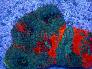 FK Rainbow Echinata Acanthastrea