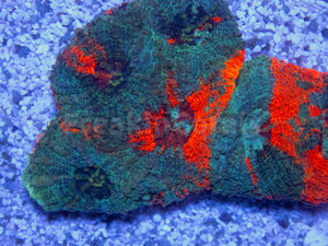 FK Rainbow Echinata Acanthastrea