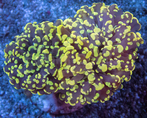 Double Head Honey Yellow Euphyllia yamamensis