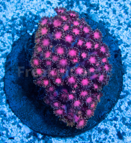 FK Hexagon Rainbow Goniopora (Unique Piece, Collector Coral)